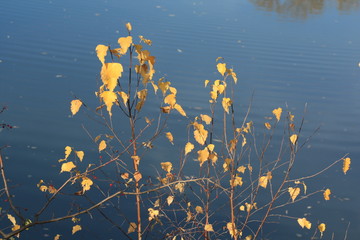 birch leaves on a background of blue river