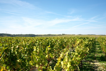 Fototapeta na wymiar Chablis,France-October 16, 2018: Vineyard in Chablis, Bourgogne,France, in autumn