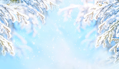 Winter Christmas scenic background with copy space. Snow landscape with spruce branches covered...
