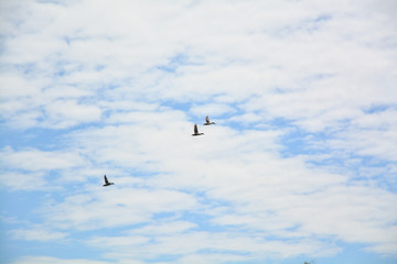 Fototapeta na wymiar Ducks flying in the sky