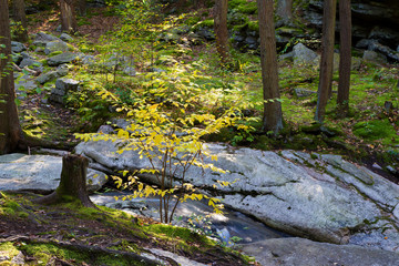 Pennsylvania Autumn Wilderness Scene Yellow Foliage