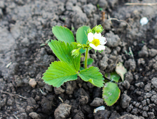 Flowering strawberries planted in fresh land and will give fruit for the next year. Beautiful white flower