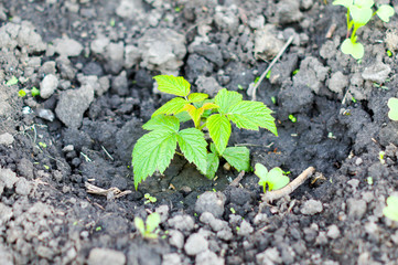 Raspberry seedlings planted in fresh ground and will give fruit for next year