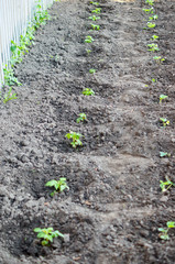 Raspberry seedlings planted in fresh ground and will give fruit for next year