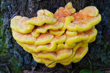 Chicken Of The Woods (Laetiporus sulphureus) Edible And Medicinal Fungus Growing On Side Of Oak Tree
