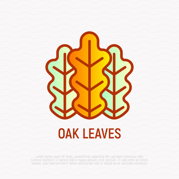 Oak leaves thin line icon. Modern vector illustration.