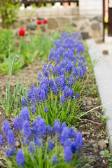 Obraz premium Blue flowers growing on a green lawn carpet, Ajuga reptans