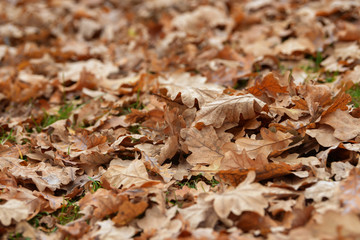 Carpet of fallen autumn leaves on grass. Beautiful colorful leaves in autumn forest. Red, orange, yellow, green and brown autumn leaves. Maple, hazel and oak dry foliage.