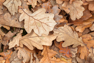 Carpet of fallen autumn leaves on grass. Beautiful colorful leaves in autumn forest. Red, orange, yellow, green and brown autumn leaves. Maple, hazel and oak dry foliage.