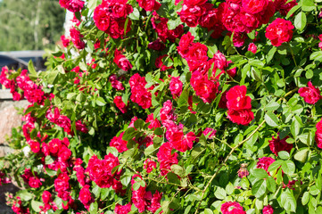 Red rose bushes with green leaves, a perfect gift for a woman for any occasion. Luxury view on a summer day