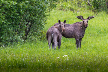 Moose Norway