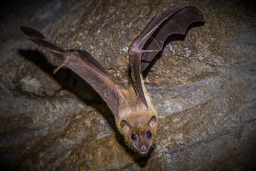 Bat in Cave