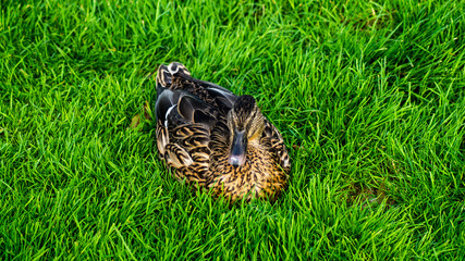 Close Portrait up of Female Mallard Duck (Anas platyrhynchos)