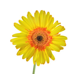 Yellow gerbera flower isolated on white background