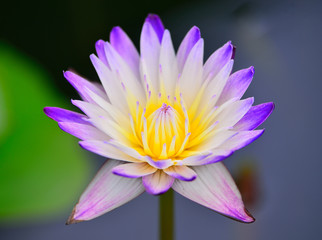 Obraz premium Purple lotus flower blooming