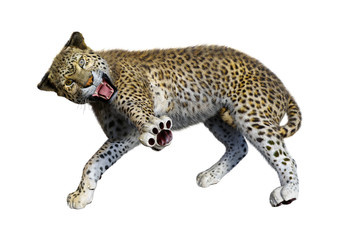 3D Rendering Big Cat Leopard on White