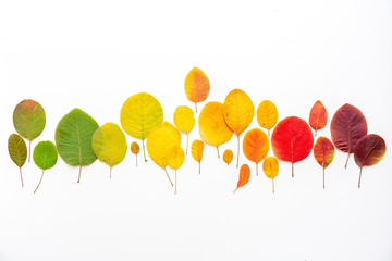Autumn border of colored leaves from green to yellow on a white background, copy space. Flat lay, top view.