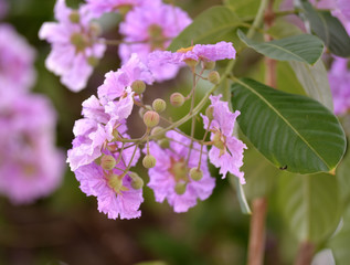 Queens crape myrtle flowers or Queen's flower, Lagerstroemia