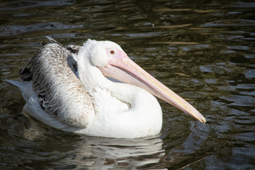 pelican