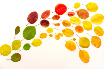 Color Autumn leaves on white background from green to yellow, layout. Background.
