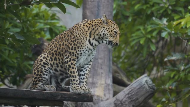 Leopard ready to hunt.