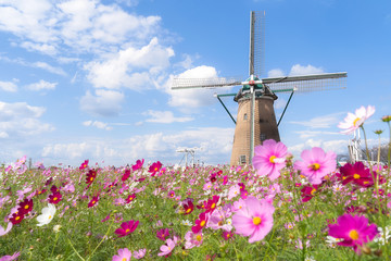千葉県　佐倉ふるさと広場風の車とコスモス
