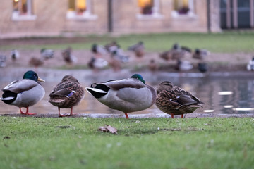 Pinner Memorial Park, Pinner, Middlesex, UK. Photo shows ducks on the edge of the pond in the foreground, and West House just visible in the background.