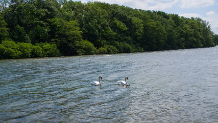 Schwäne auf dem Plöner See