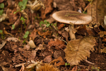 Fungo e foglie di autunno