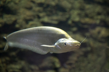 Freshwater fish of Thailand