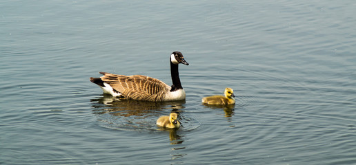Canadian Goose (Branta canadensis Geese) Male and Female with Young Goslings