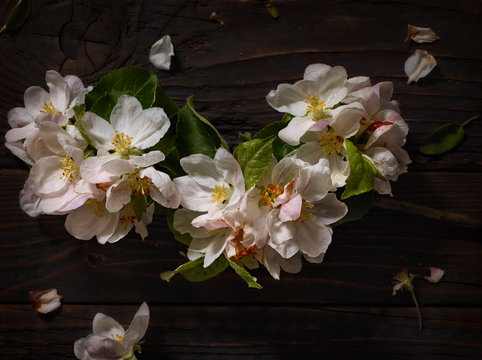 Pale pink blossoms on wooden board