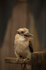 Kookaburra