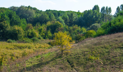 slopes covered with green and yellow vegetation