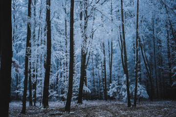 Frost Eis Winter Schnee Pflanzen Natur Landschaft gefroren Wald