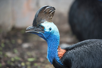 Cassowary,Southern Cassowary animal,