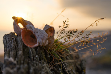 Close-up background with shells, wood and vegetation.