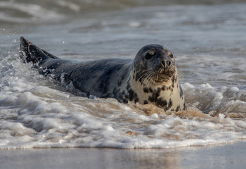 Obraz premium Grey seal halichoerus grypus in sea
