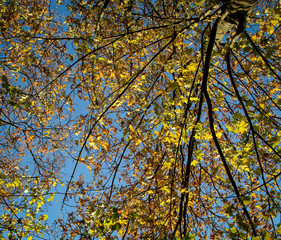 Sonne durchflutet den herbstlichen Baum