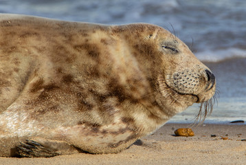 Grey Seal Hlichoerus grypus resting on beach