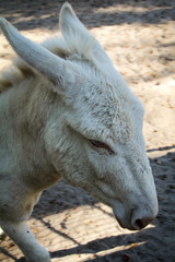 Fototapeta premium Esel, Portrait eines Esel