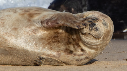 Harbour seal with eye covered by fin