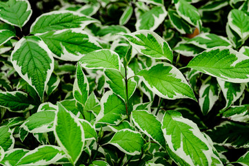 Fototapeta na wymiar Photo of green leaves