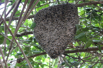 Honeycomb on a branch.