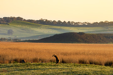 kangaroo in the field