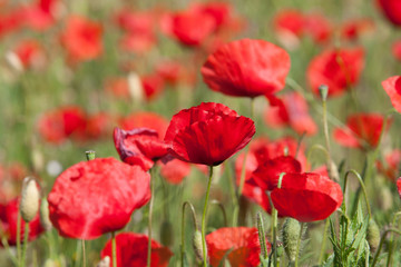 Obraz premium red poppies in a field