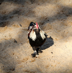 Hahn und Hühner in artgerechter Haltung 