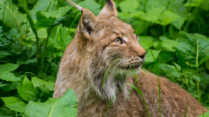 Wild Katze