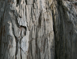 Fersteinerte baum struktur im grau.