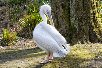 pelican in zoo
